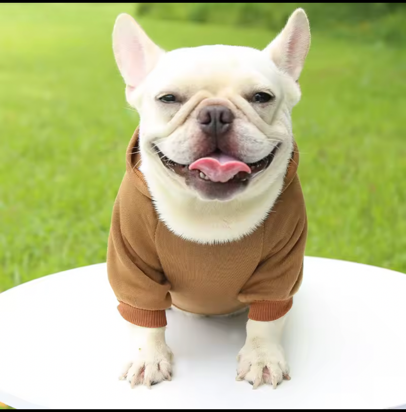 Warm Dog Sweater – Cozy Winter Jacket for Small & Medium Dogs & Cats