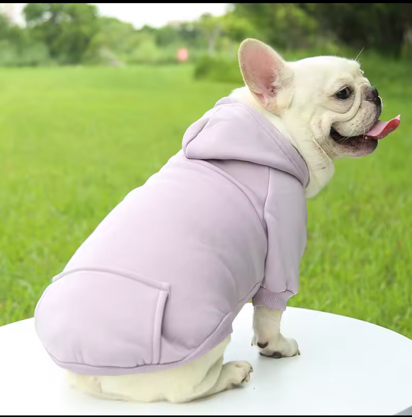 Warm Dog Sweater – Cozy Winter Jacket for Small & Medium Dogs & Cats
