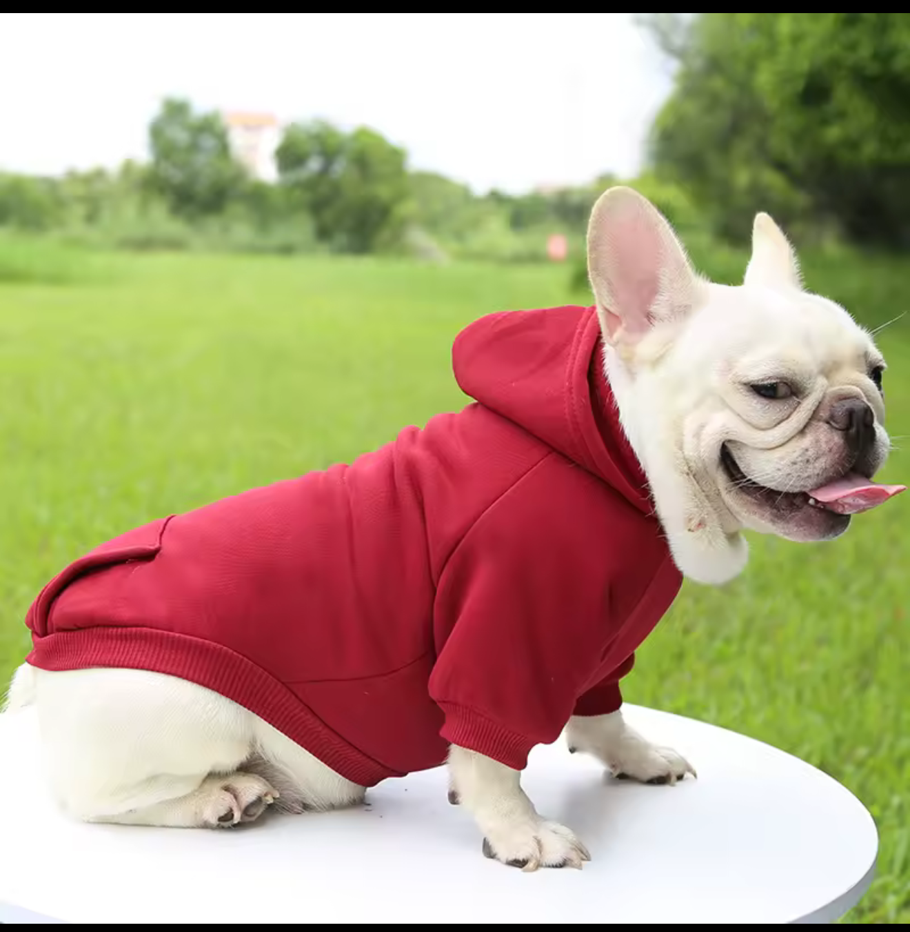 Warm Dog Sweater – Cozy Winter Jacket for Small & Medium Dogs & Cats