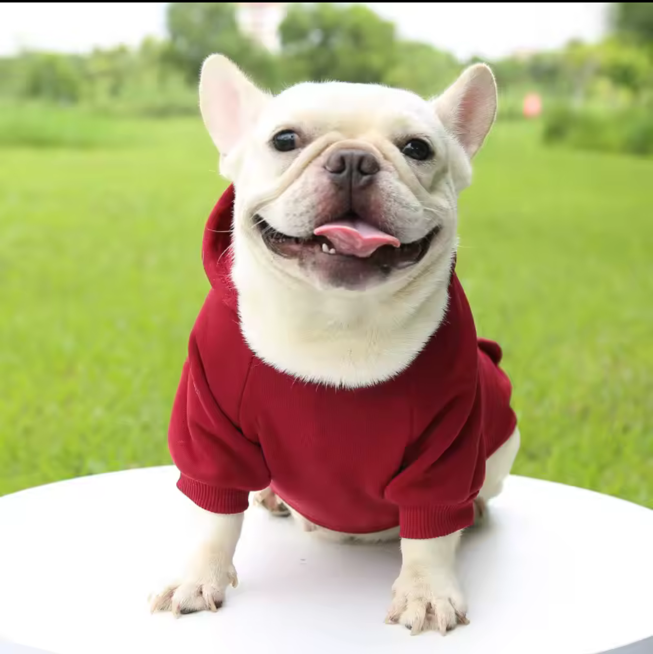 Warm Dog Sweater – Cozy Winter Jacket for Small & Medium Dogs & Cats
